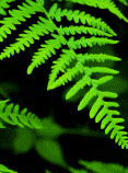 Forest image, greening up and down link